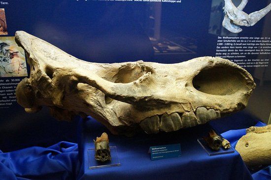 Museum of Natural History